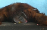 drugged orangutan