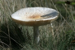 Acadia mushroom