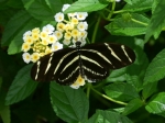 Black and yellow striped butterfly