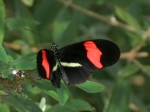 Black red yellow butterfly