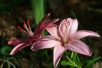 Pink Day Lily 032Resized@
