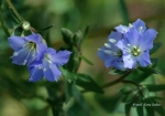 Blue Wildflowers _2_