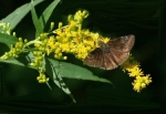 Butterfly on goldenrod _3_