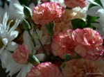 Carnations and Daisies _2_