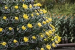 Chrysanthemum Tree2