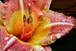 Daylily in the Rain