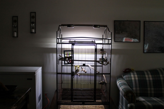 cage light 1