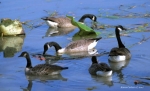 Geese _3__001