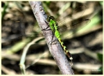 Green Dragonfly _2_
