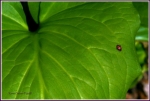 Ladybug _2_