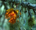 Leaf and Lichens