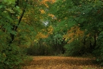 Leaf-strewn Path