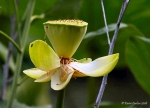 Lotus Flower and Fruit