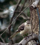 Mockingbird --Looking Annoyed