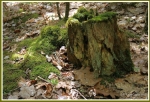 Mossy Stump _2_