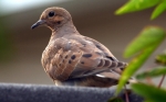 Mourning dove2