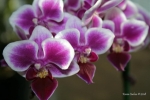 Orchid macro2 _2__001