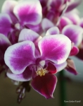 Orchid macro _2_