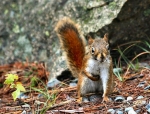 Red Squirrel _2___
