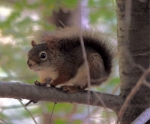 Red Squirrel _3_