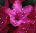 Rhododendron after the Rain