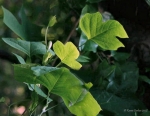 Sunlit leaves _2_
