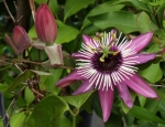 Violet Passionflower