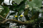 Yellow Pond Lilies _2_