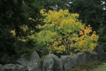 Yellowing leaves _2_