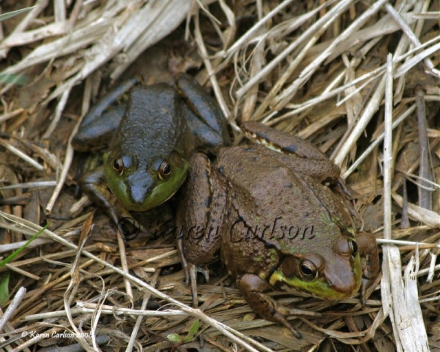 Frog Buddies _2_