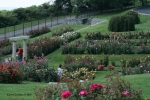 Italian Rose Garden2 copyright