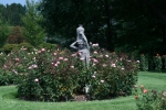 Lady Among the Roses