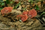 Red Fungi2