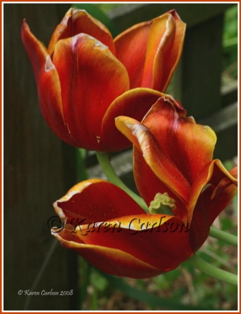 Last tulips of 2008 _3_