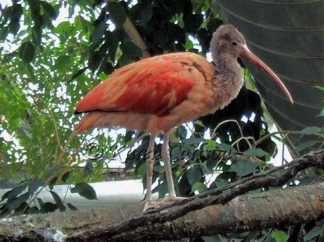 Male Scarlet Ibis