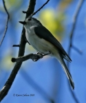 Tufted Titmouse1