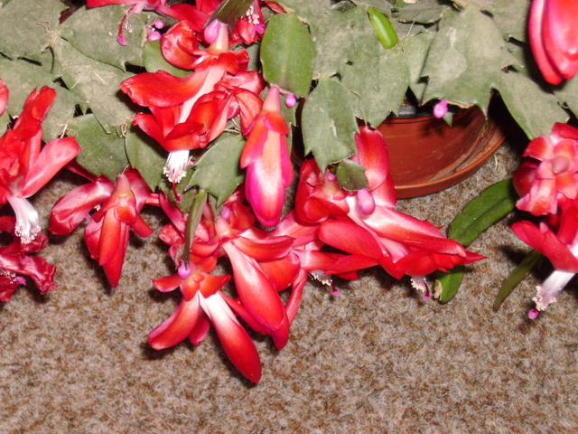 Christmas Cacti 2007