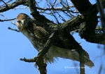 Juvenile Hawk