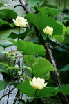American Lotus in  Late July