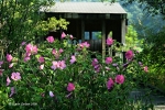 Rose Swamp Mallows and Bird Blind