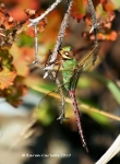 Maine Dragonfly