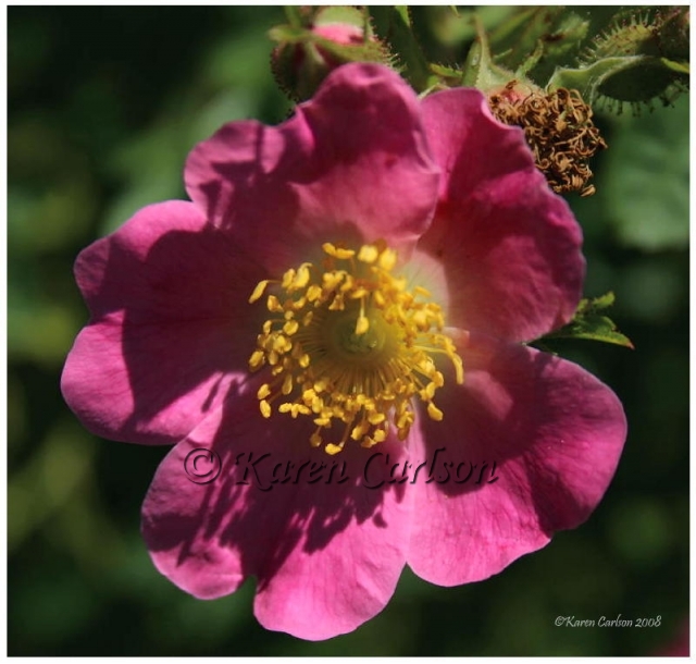 Sweetbriar Rose