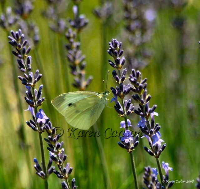 Cabbage White at Lavender