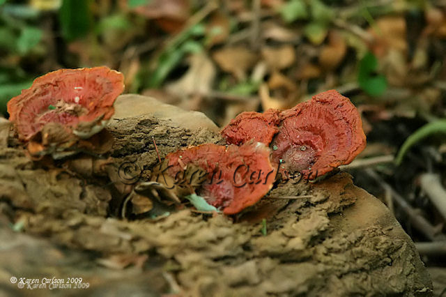 Red Fungi2