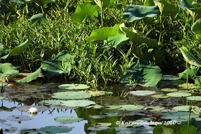 Lotus Leaves and Lilypads